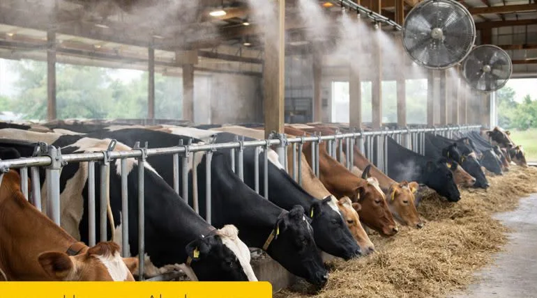 Hayvan Barınağı Serinletme Saha Uygulaması 01